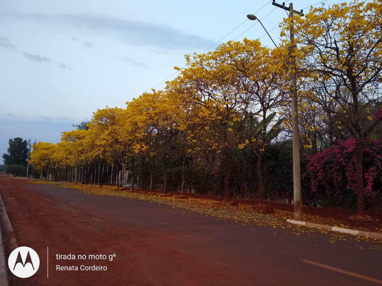 Imagem de ipês no Parque Gramado, em Araraquara